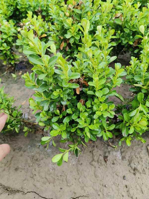 1734420741639780.jpg IMG_20230527_133734.jpg