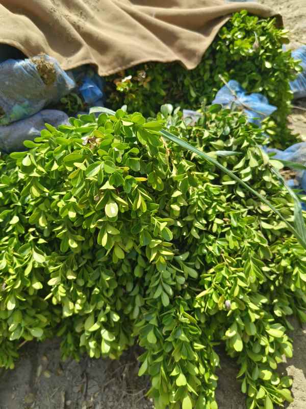 1734421275804335.jpg IMG_20230507_113406.jpg