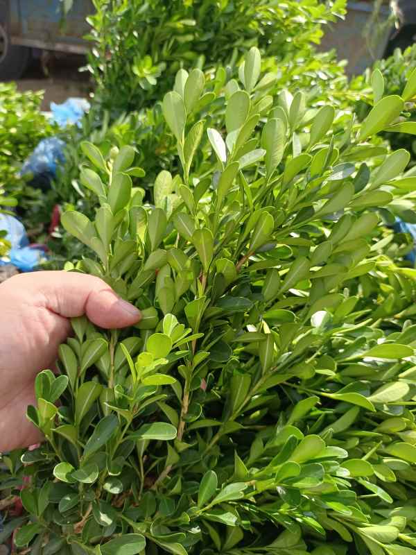 1734421720288813.jpg IMG_20220924_135934.jpg