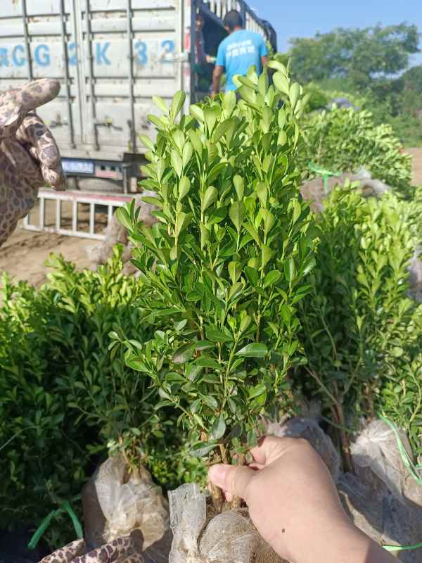 1734422425806930.jpg IMG_20220811_085736.jpg