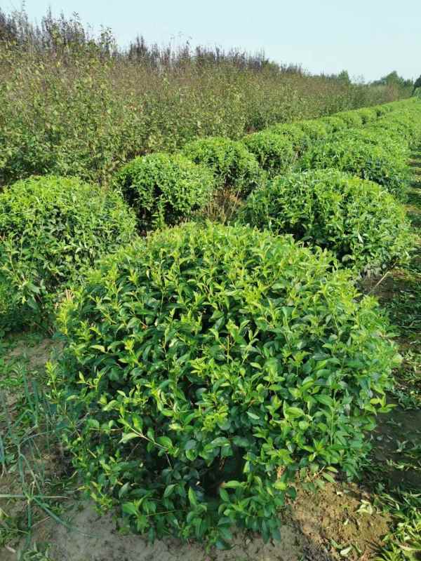 1734570893498595.jpg mmexport1635226991936.jpg