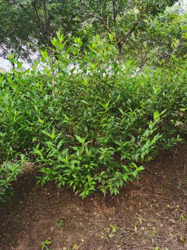 1734571626503094.jpg mmexport1635226938197.jpg