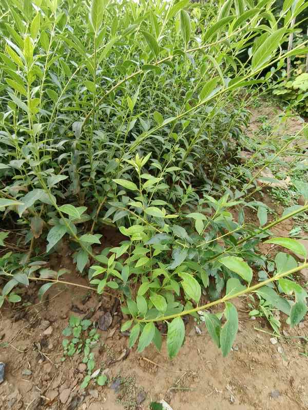 1734572945822021.jpg IMG_20230925_083852.jpg