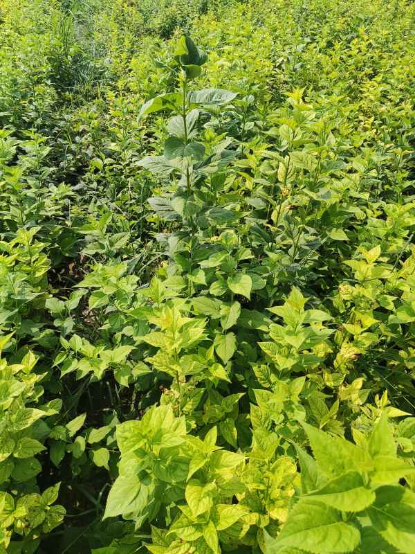 1734573262500258.jpg IMG_20230831_105314.jpg