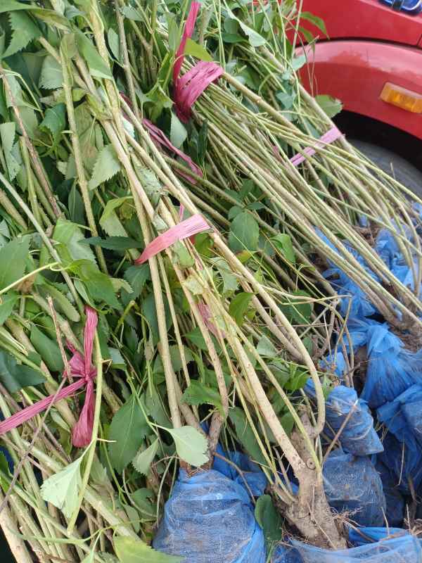 1734573833415231.jpg IMG_20220924_120447.jpg