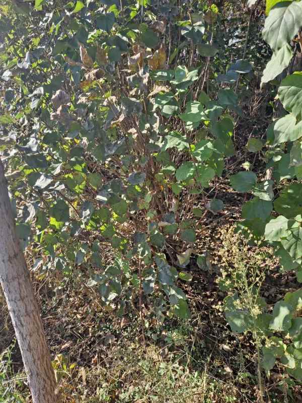 1734676839380251.jpg mmexport1635480469777.jpg