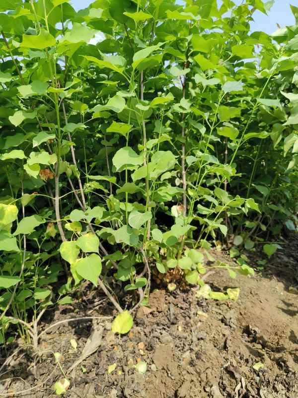 1734677117551540.jpg IMG_20230516_101311.jpg