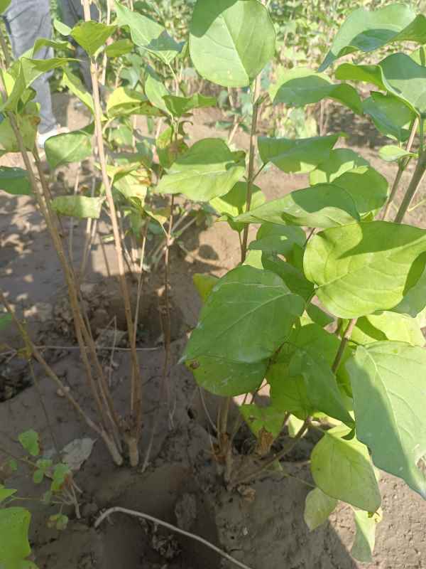 1734677393866016.jpg IMG_20220925_085206.jpg