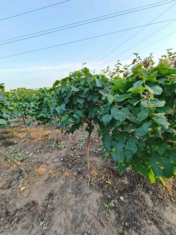 1734678611488760.jpg IMG_20230605_184833.jpg