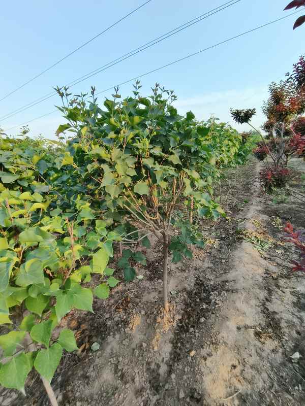 1734678713530313.jpg IMG_20230605_184826.jpg