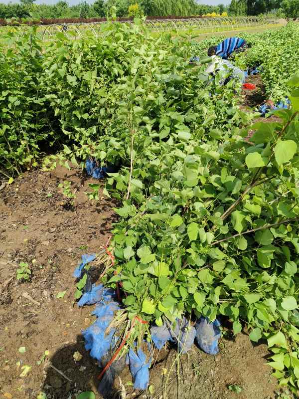 1734678776672156.jpg IMG_20230516_101302.jpg