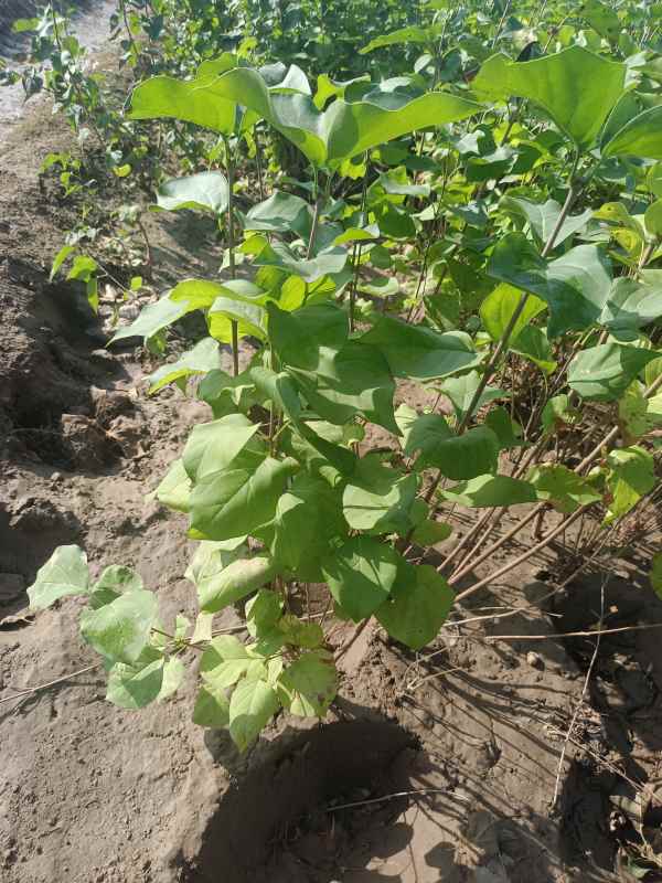 1734679544794233.jpg IMG_20220925_085146.jpg