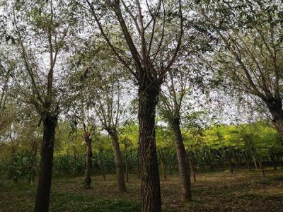 金絲垂柳如何為城市園林增添色彩和生機(jī)_最新苗木行情價格免費報價