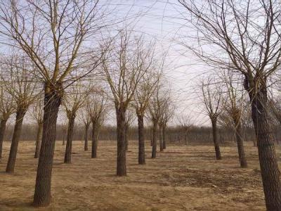 金絲垂柳為城市園林中的璀璨明珠，彰顯其獨特價值_最新苗木行情價格免費報價