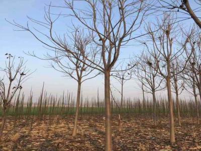 楸樹營養(yǎng)管理與施肥技巧_苗木價格行情免費報價