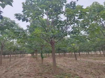 楸樹抗逆境養(yǎng)護策略_苗木價格行情免費報價