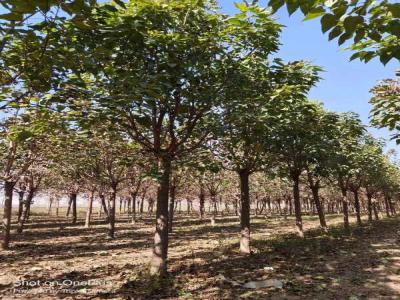 楸樹老樹復(fù)壯技術(shù)_苗木價格行情免費報價