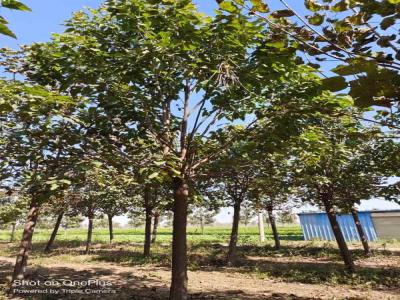 楸樹養(yǎng)護中的常見問題與解決方案_苗木價格行情免費報價