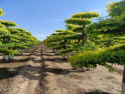 造型金葉榆：種植、修剪與景觀(guān)設(shè)計(jì)_提供免費(fèi)苗木報(bào)價(jià)