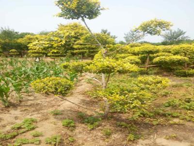造型金葉榆的種植技巧與病蟲(chóng)害防治_提供免費(fèi)苗木報(bào)價(jià)