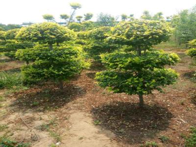 打造美麗景觀(guān)：造型金葉榆的種植指南_提供免費(fèi)苗木報(bào)價(jià)
