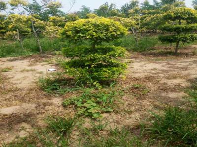 造型金葉榆的種植與養(yǎng)護(hù)技術(shù)_提供免費(fèi)苗木報(bào)價(jià)