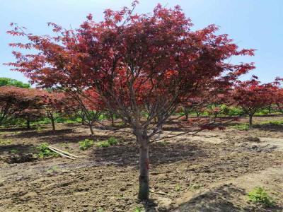 日本紅楓種植秘籍:讓紅葉滿園_提供苗木報價
