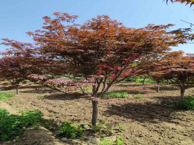 日本紅楓的種植與養(yǎng)護全攻略_提供苗木報價