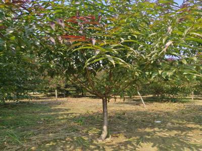 紅葉碧桃：小區(qū)城市綠化的綠色名片及苗木報價