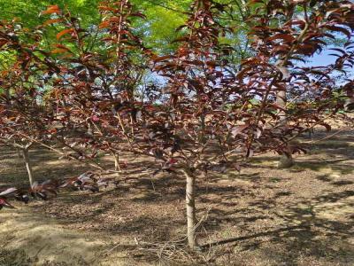 紅葉碧桃的種植與養(yǎng)護全攻略及苗木報價