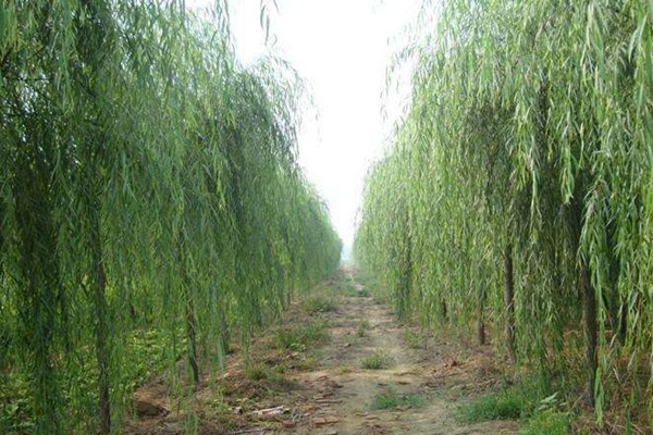 1750661591976299.jpg bde146cb5c1992fe4b65055b96c8d2f8.jpg