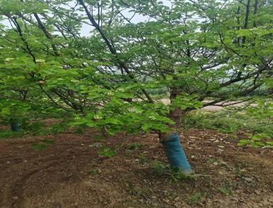 普及12公分垂柳種植需要注意點(diǎn)什么呢！