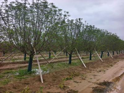 假植高桿絢麗海棠