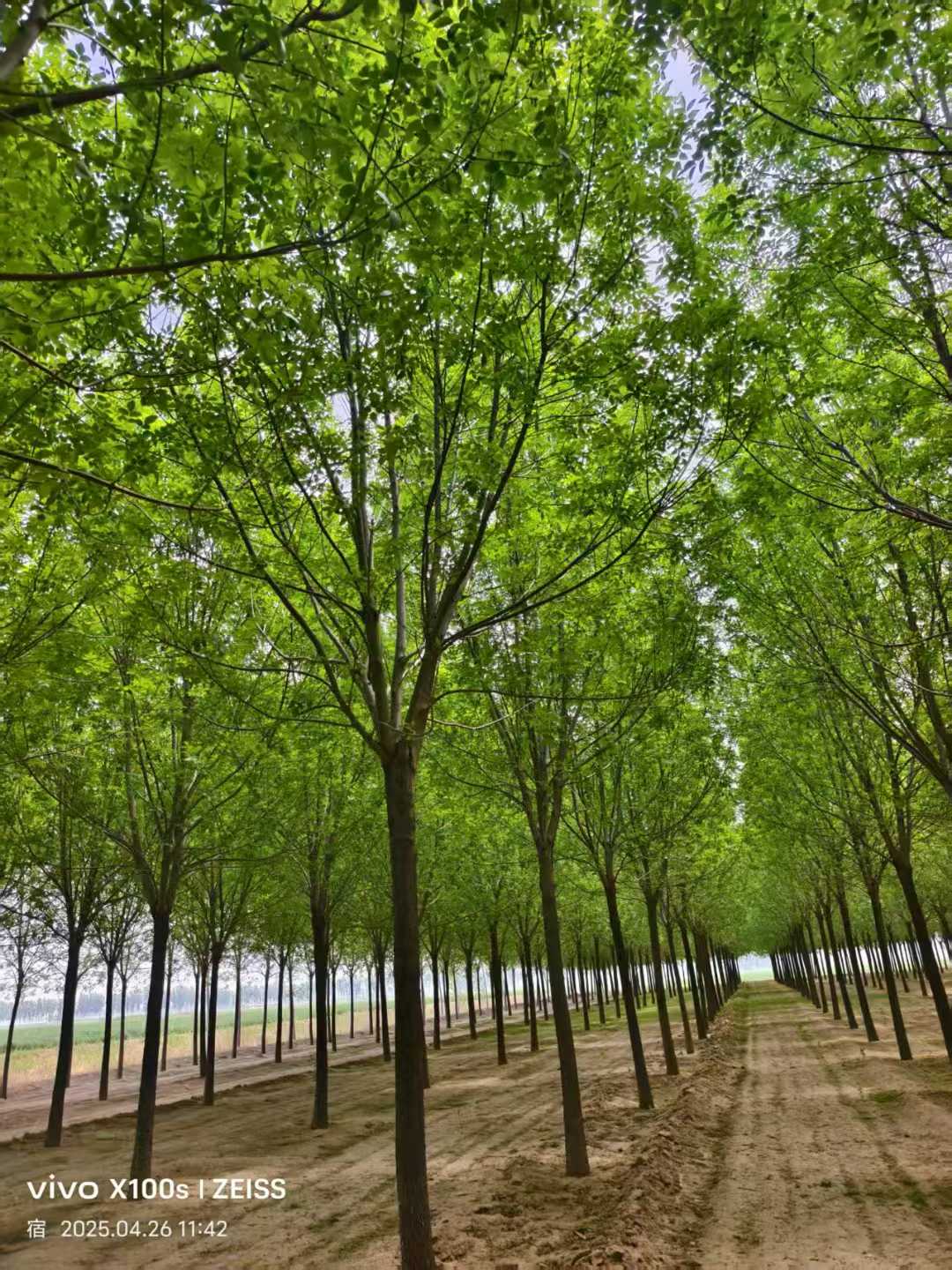 1751709484647728.jpg 1750401901980824.jpg