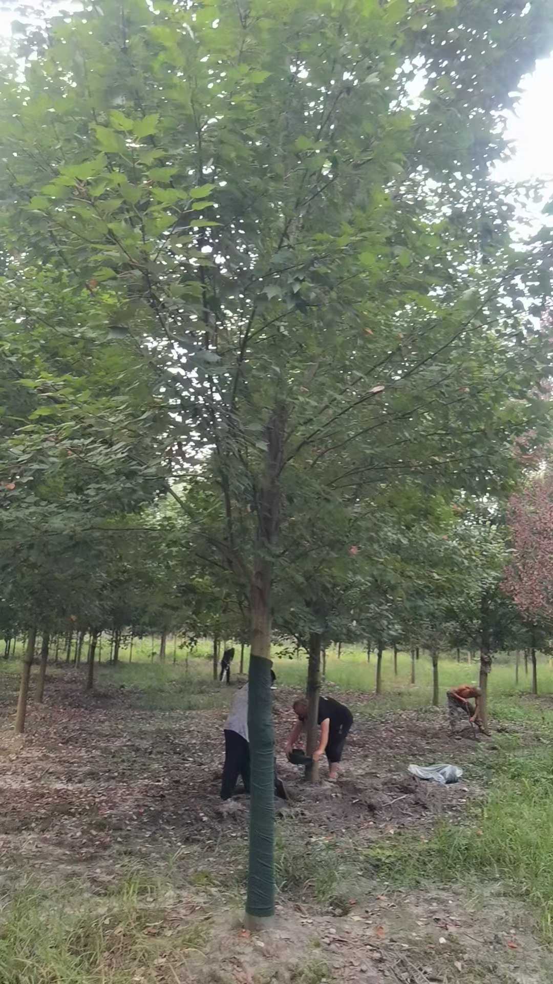 1751791118813710.jpg 1750404444332921.jpg