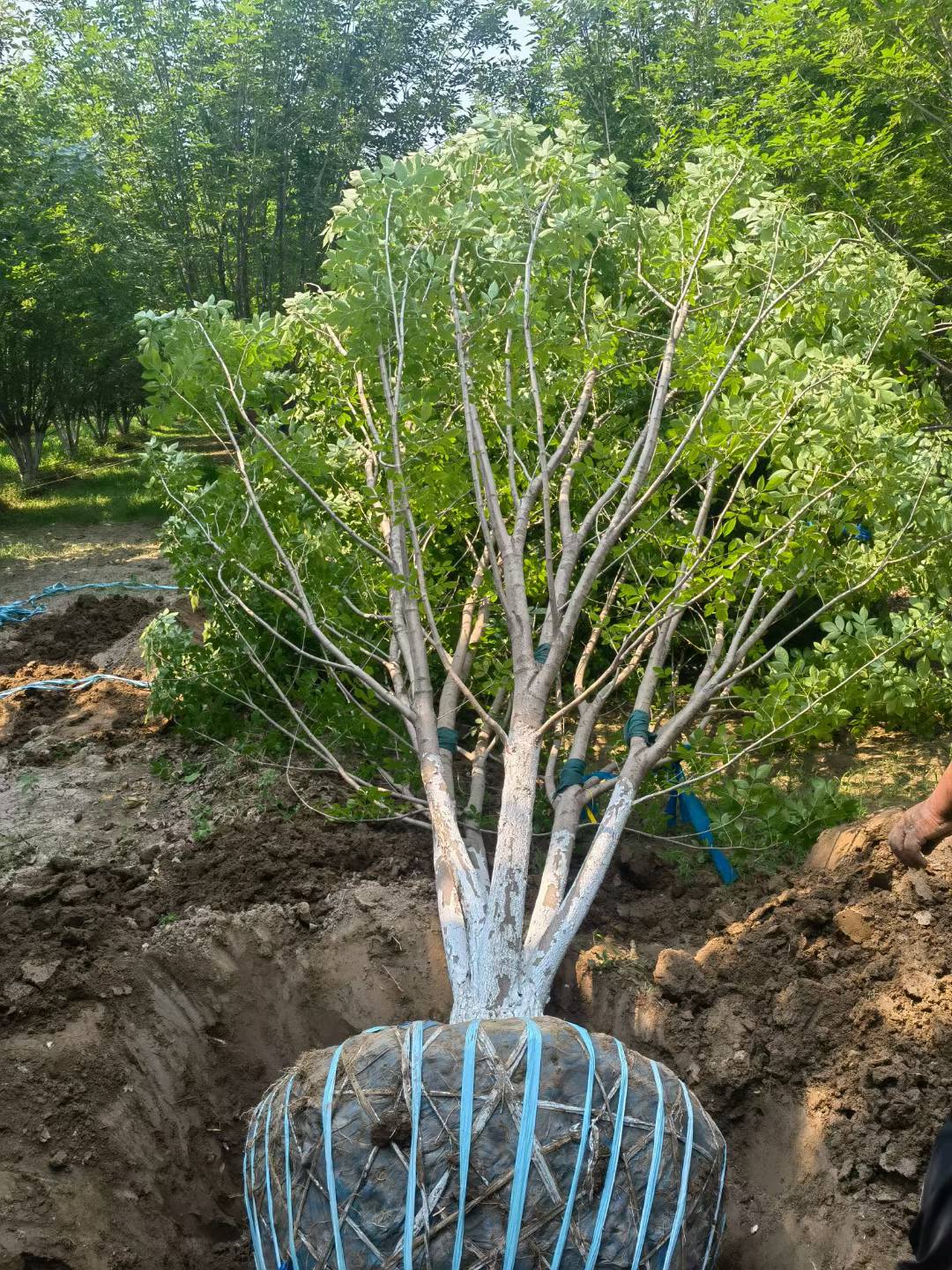 1751850318483495.jpg 1750402099786014.jpg