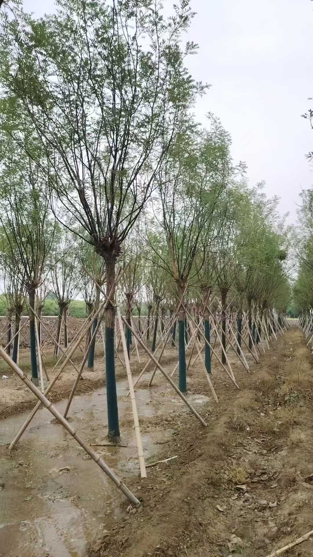 1753425480820566.jpg 1750402392956483.jpg