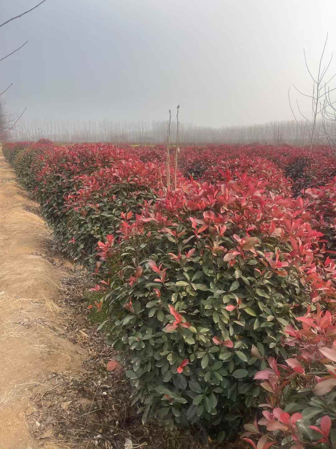 1754015420694919.jpg 1750402554490535.jpg