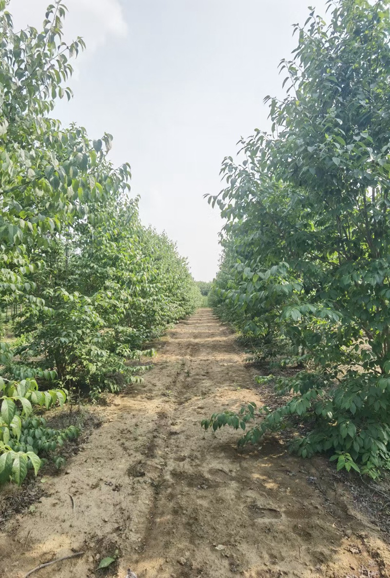 1754015729603098.jpeg 1750402907517842.jpeg