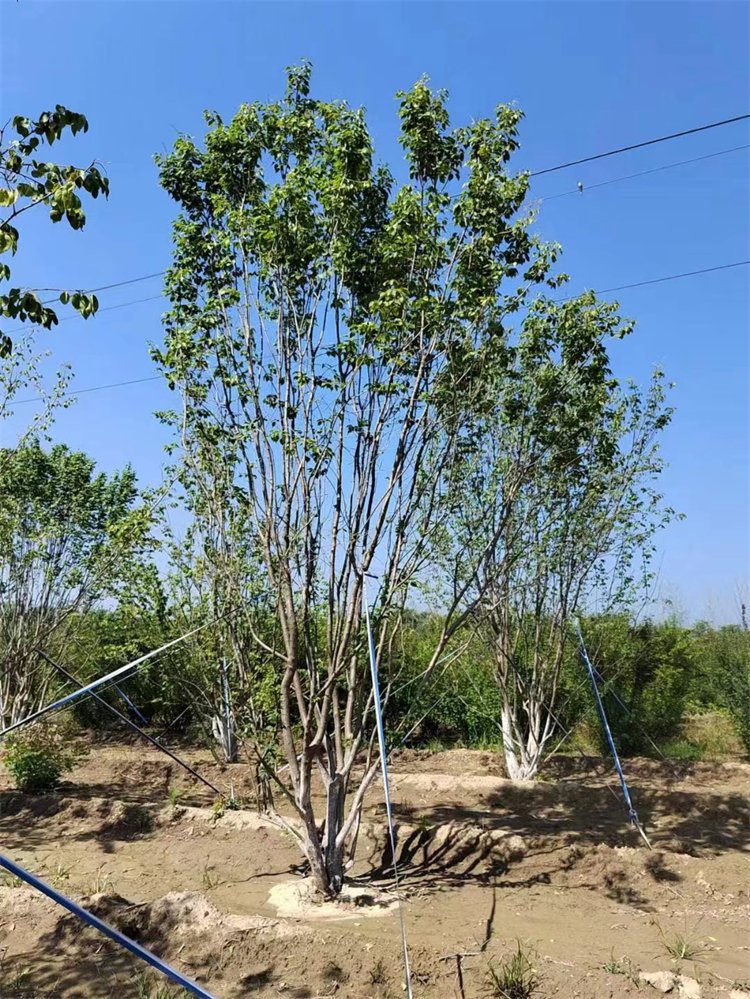 1754966726994249.jpeg 1750404667312782.jpeg