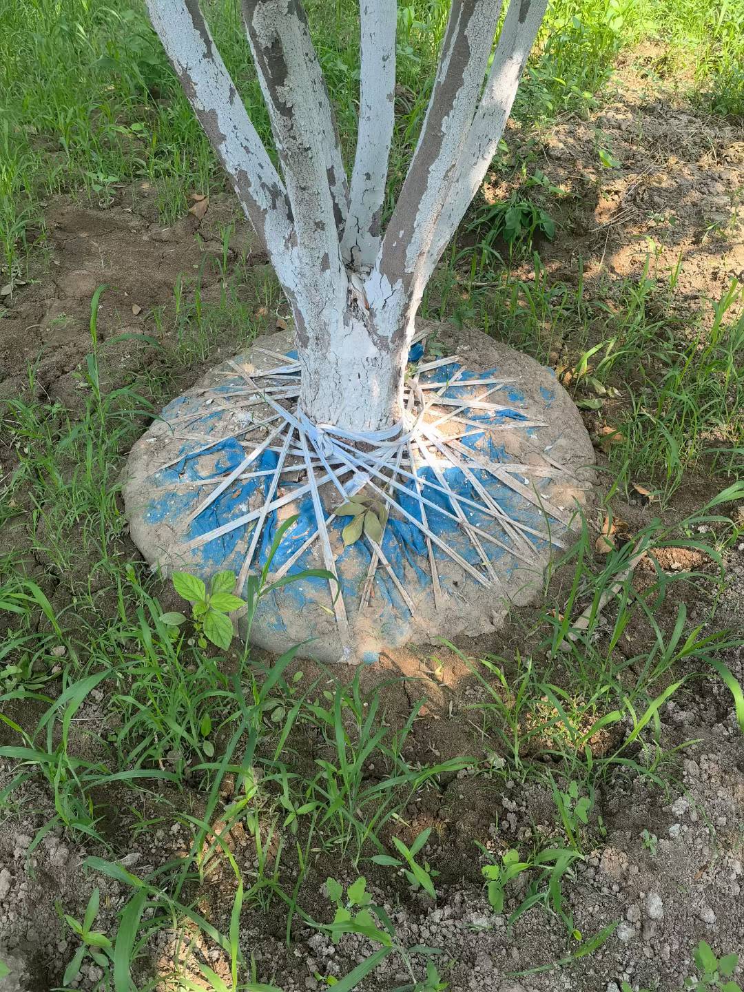 1755305345384690.jpg 1750402099421624.jpg