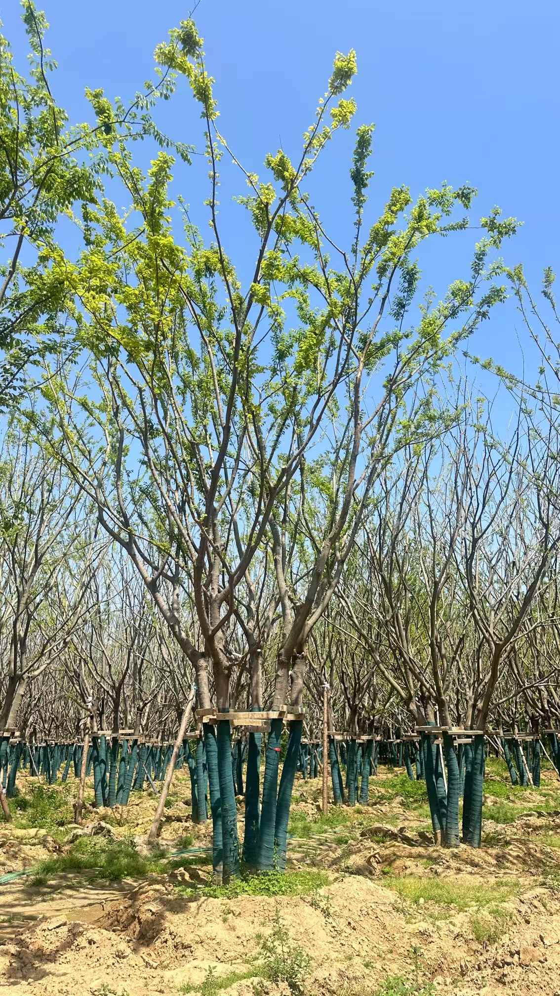 1756545241817889.jpg 1750402972260683.jpg