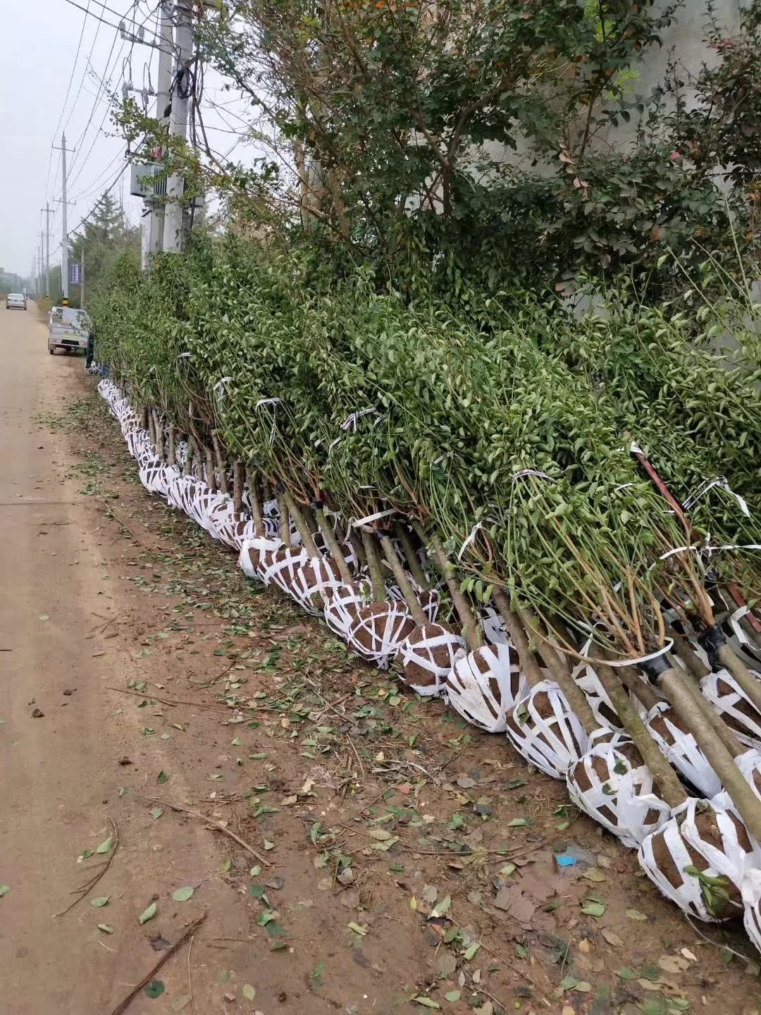 1757033506198280.jpg 1750403559695130.jpg