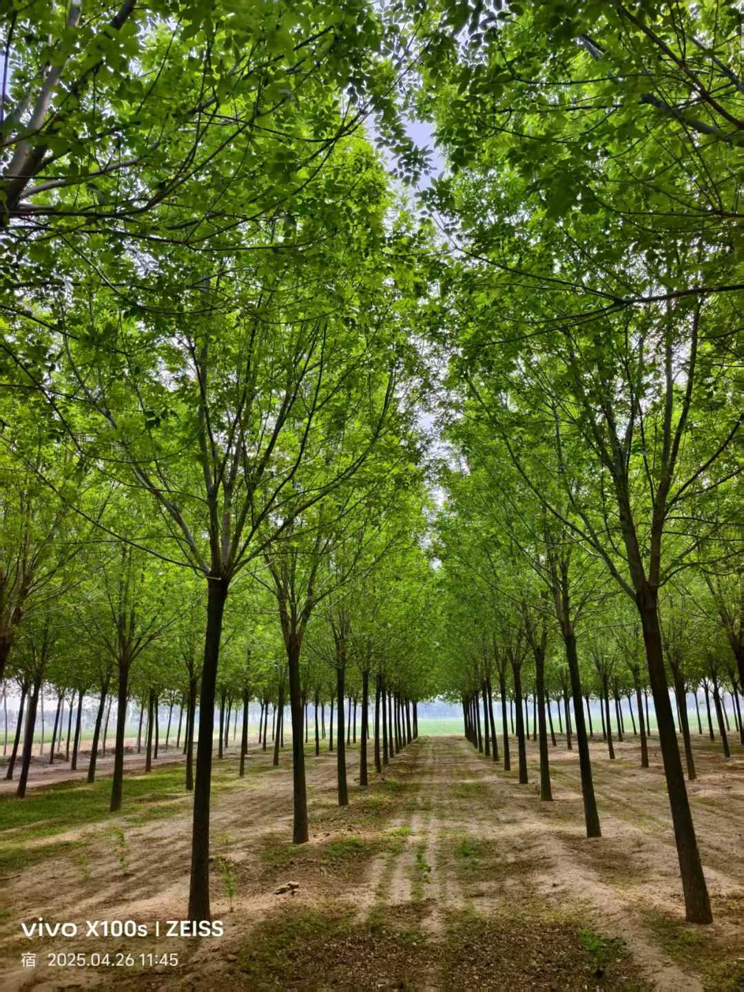 1759972385527296.jpg 1750401901276132.jpg