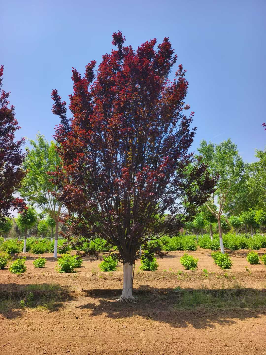 1759972442823293.jpg 9ad20d2b599d297eb7fc1aabe96cc492.jpg