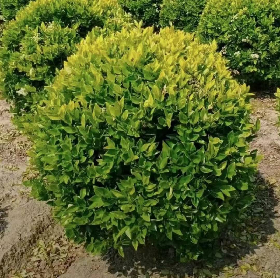 1760405074578411.jpg 1750402315561075.jpg